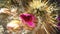 Echinocereus Engelmannii Cactus Blossoming in Bright Sunlight in Spring in Phoenix, Arizona.