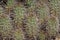 Echinocereus Mojavensis Spines - Little San Bernardino Mtns - 111423