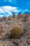 Echinocereus stramineus: Strawberry hedgehog cactus, straw-colored hedgehog  in the Texas Desert