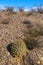Echinocereus stramineus: Strawberry hedgehog cactus, straw-colored hedgehog  in the Texas Desert