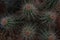 Echinocereus stramineus : Strawberry hedgehog cactus, straw-colored hedgehog in the Texas Desert in the botanical garden
