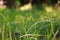 Echinochloa colonum, grass weed in sugarcane