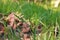 Echinochloa colonum, grass weed in sugarcane