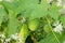 Echinocystis lobata, wild cucumber fruit