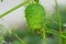 Echinocystis lobata, wild cucumber fruit