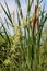 Echinocystis lobata, Wild Cucumber growing along with Cattail reeds in Rural Minnesota