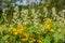 Echinocystis lobata, Wild Cucumber growing along with Goldenrods in Rural Minnesota