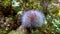 Echinoderms sea urchins on seabed of Barents Sea.