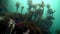 Echinoderms sea urchins on seabed of Barents Sea.