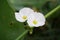 Echinodorus cordifolius flower in nature garden