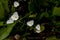 Echinodorus cordifolius flowers growing by the lake