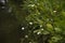 Echinodorus cordifolius flowers growing by the lake