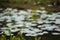 Echinodorus cordifolius flowers growing by the lake