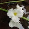 Echinodorus palifolius, also known as water jasmine.