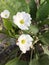 Echinodosus cordifolius flower