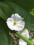 Echinodosus cordifolius flower