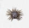 Echinometer sea urchin Latin: Echinometra mathaei with sharp striped needles isolated on a white background. Paleontology