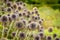 Echinops Bannaticus - Blue Globe