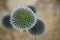 Echinops bannaticus Globe Thistle