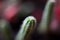 Echinops chamaecereus, Peanut cactus