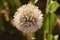 Echinops Globe Thistle