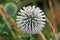 Echinops globe thistle plant