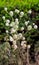 Echinops Plant