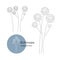 Echinops plant drawn in a minimalistic style by line. Part of the collection of dried flowers. Editable line.