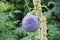 Echinops Ritro In Bloom
