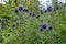 Echinops ritro with blue inflorescence