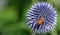 Echinops ritro, the southern globethistle,