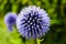 Echinops ritro the southern globethistle