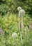 Echinops ritro or the southern globethistle plant before blooming