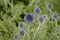 Echinops ritro with steel-blue flowers