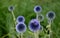 Echinops ritro is a tall bushy perennial Whitethorn grows to a height of about 80 cm. gray-green prickly leaves. It draws in the w