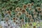 Echinops Sphaerocephalus,Close up view of Thistle field.