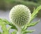 Echinops sphaerocephalus (glandular globe thistle)