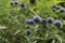 Echinops sphaerocephalus known as Great Globe Thistle or Pale Globe Thistle.