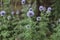 Echinops sphaerocephalus known as Great Globe Thistle or Pale Globe Thistle.