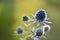 Echinops thistle with blue flowers close-up