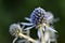 Echinops thistle with blue flowers close-up