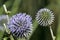 Echinops, violet blossom of a globe thistle.