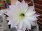 Echinopsis