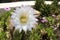 Echinopsis Bridgesii Salm-Dyck cactus in bloom