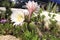 Echinopsis Bridgesii Salm-Dyck cactus in bloom