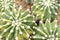 Echinopsis cacti
