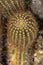 Echinopsis Cactus