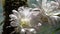 Echinopsis. Cactus flower. Flower detail of Echinopsis oxygona, a succulent plant in the cactus family called the Easter