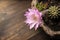 Echinopsis cactus flower home garden background