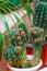 Echinopsis cactus with offshoots of babies or pups